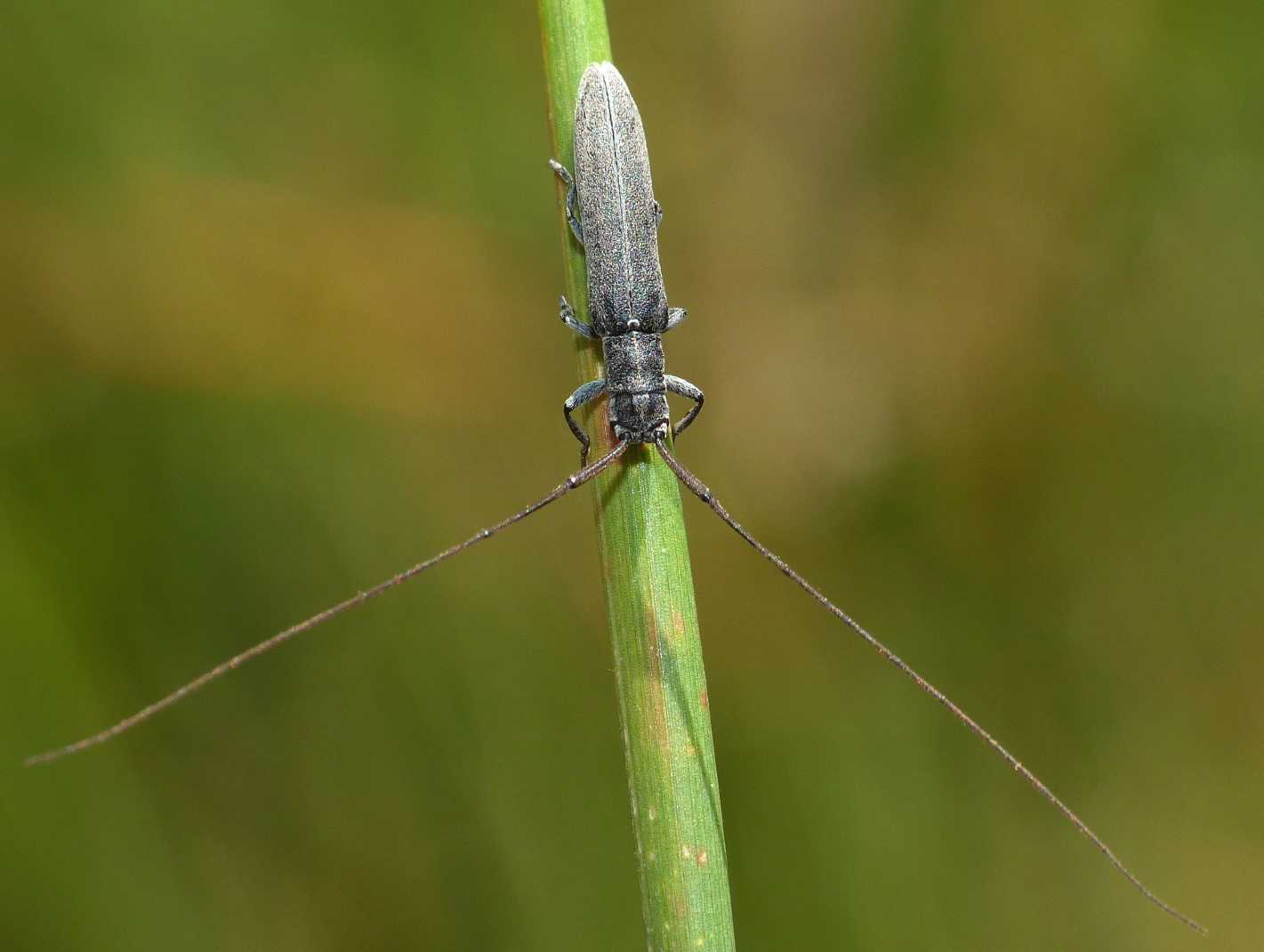 Calamobius filum (Cerambycidae)